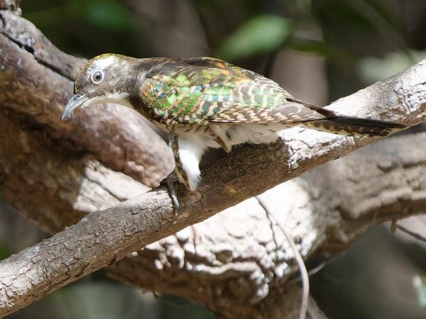 <h3><a href="/trips/gambia/biota/animalia/chordata/aves/030 cuculiformes/001 cuculidae/chrysococcyx klaas/chrysococcyx klaas-nl.html">Chrysococcyx&nbsp;klaas</a> / Klaas's&nbsp;cuckoo / Klaas'&nbsp;koekoek</h3>OM-1 Mark II met OLYMPUS M.150-400mm F4.5 TC, 1/2000 sec  bij F5.6, ISO 10000, afstand 13.5&nbsp;m